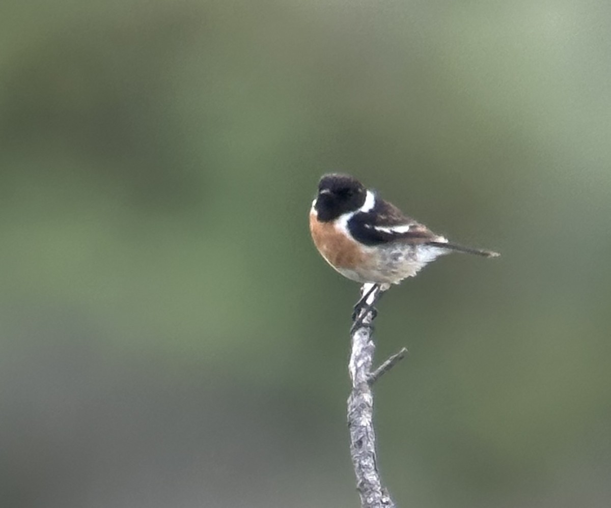 European Stonechat - ML634594904