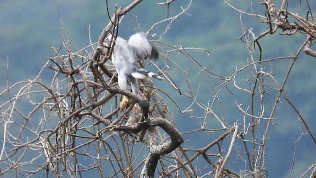 Gray-lined Hawk - ML634594915