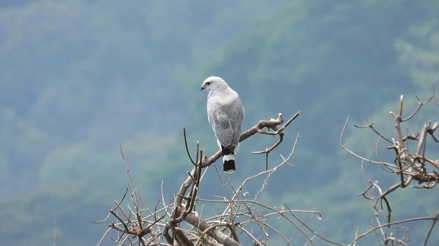 Gray-lined Hawk - ML634594917