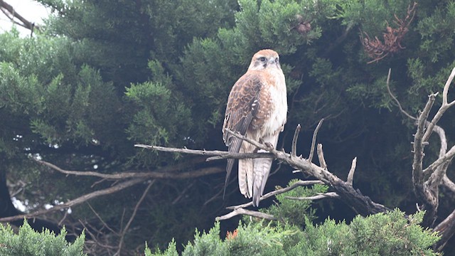 Brown Falcon - ML634594957