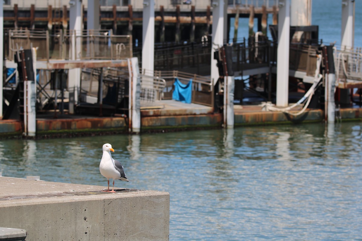 Western Gull - ML634594979