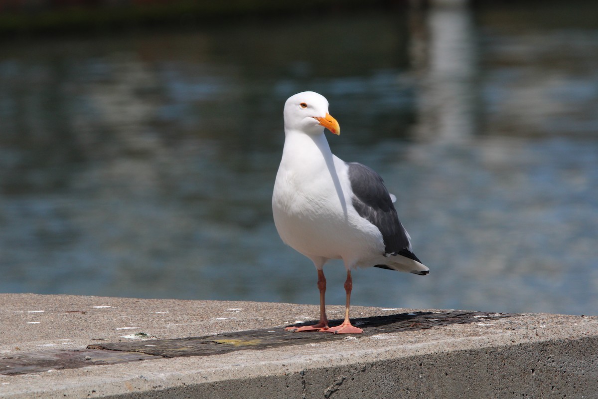 Western Gull - ML634594980