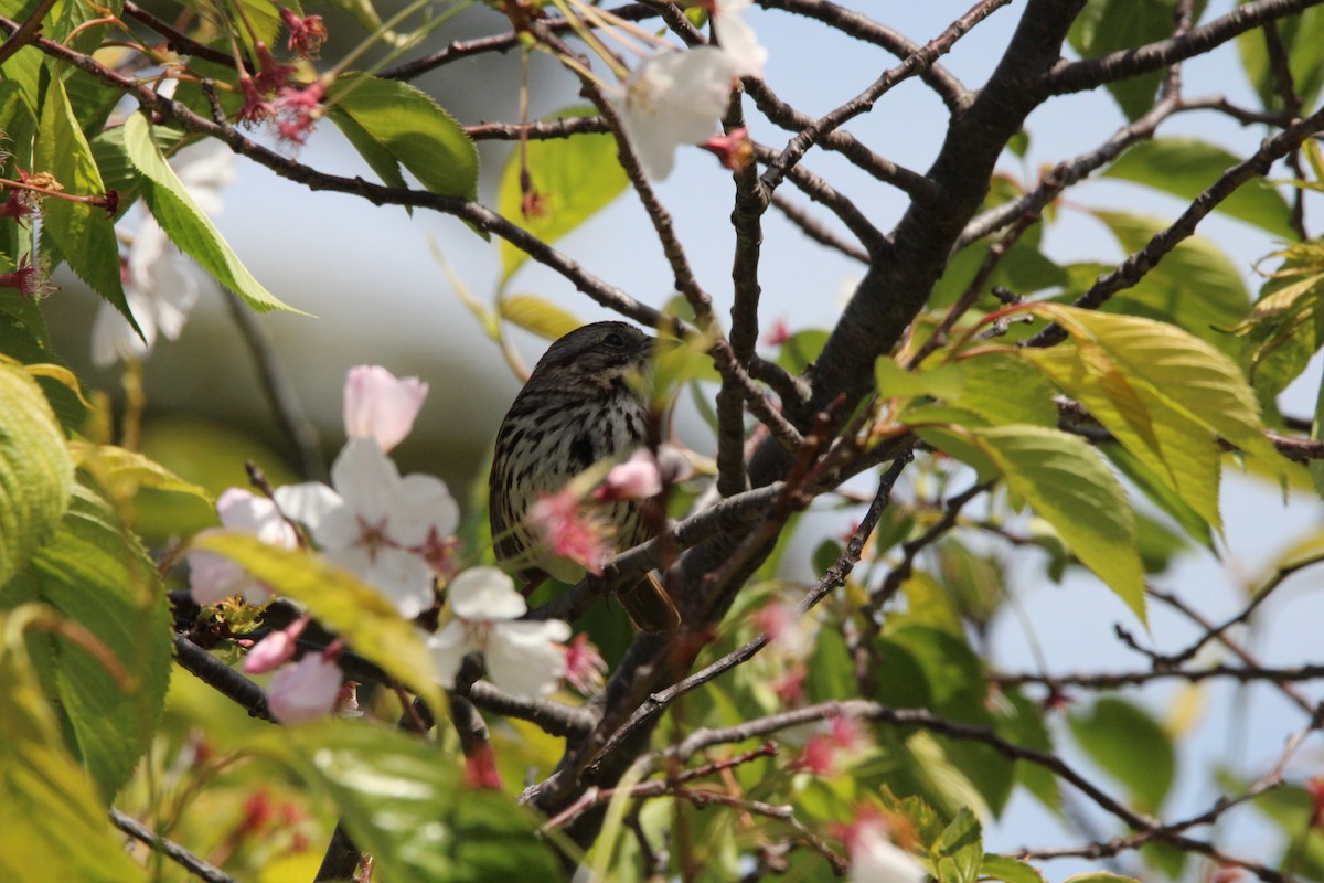 Song Sparrow - ML634594985