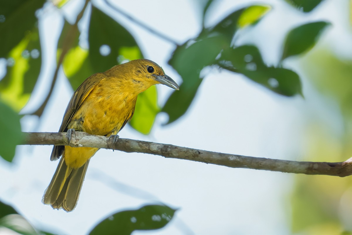 Isabela Oriole - ML634594995