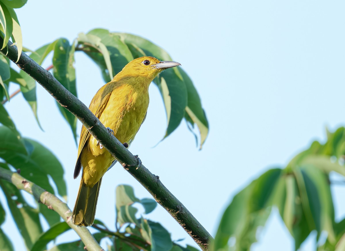 Isabela Oriole - ML634594996