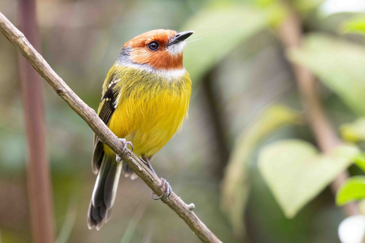Johnson's Tody-Flycatcher - ML634595079