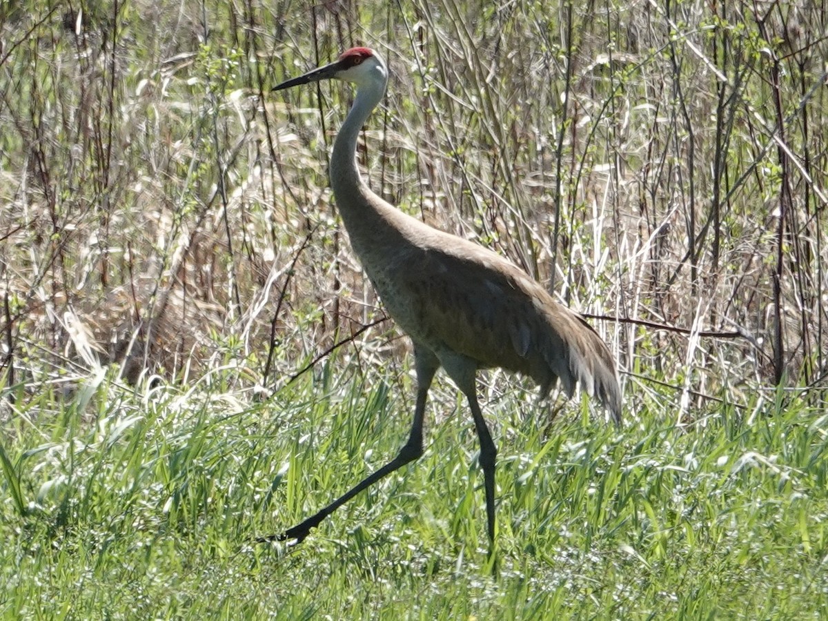 Sandhill Crane - ML634595152