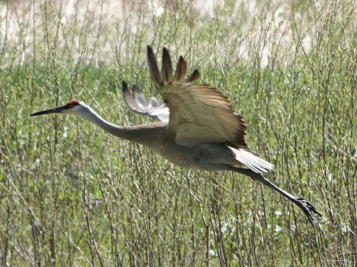 Sandhill Crane - ML634595153