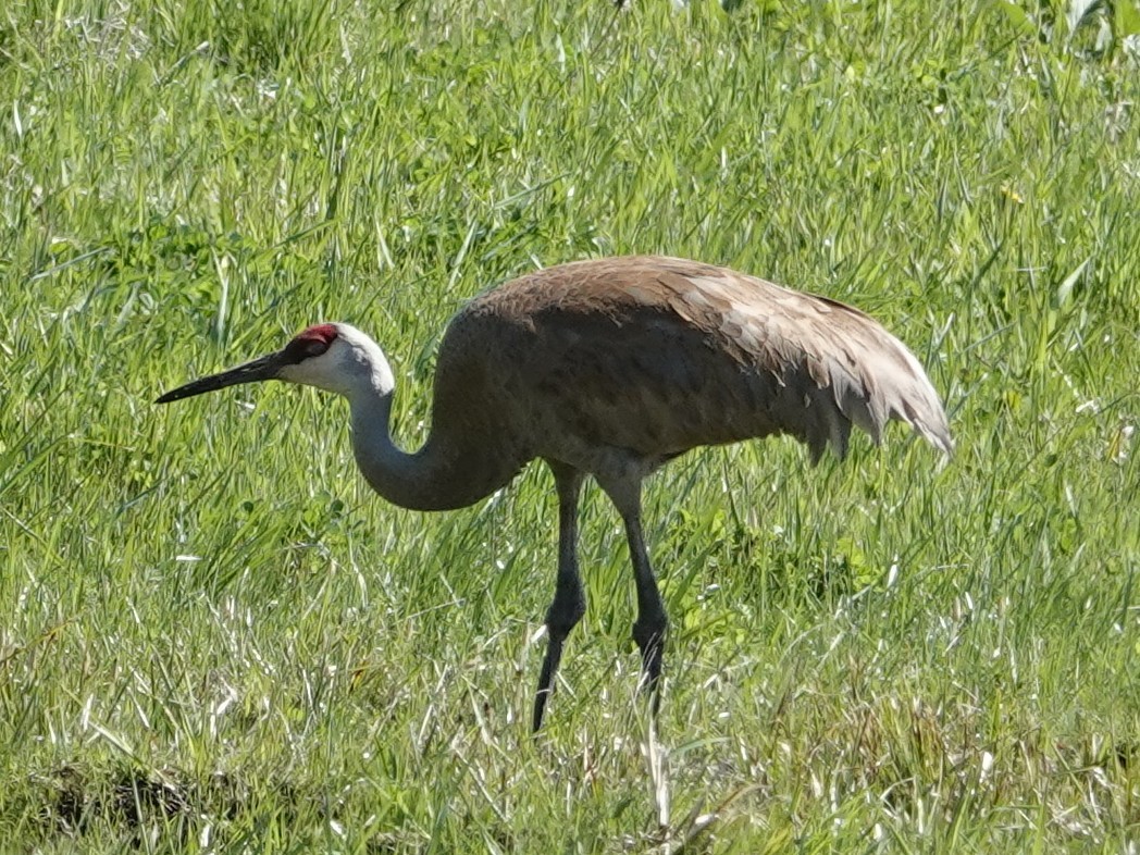 Sandhill Crane - ML634595154
