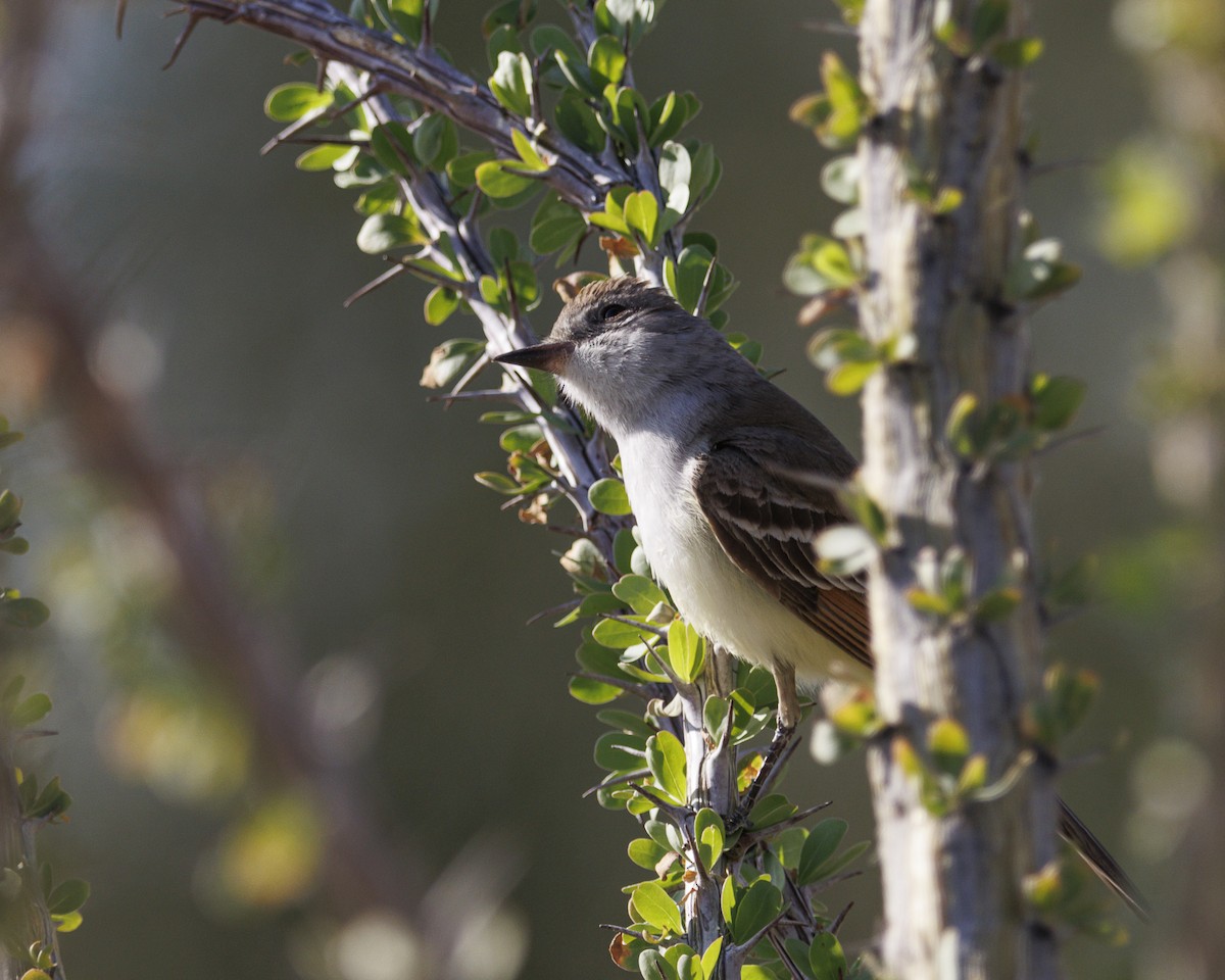 Ash-throated Flycatcher - ML634595191