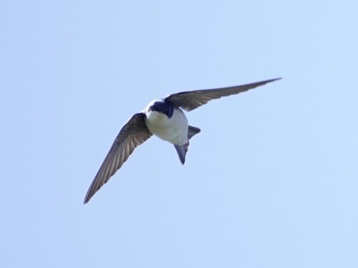 Tree Swallow - ML634595207