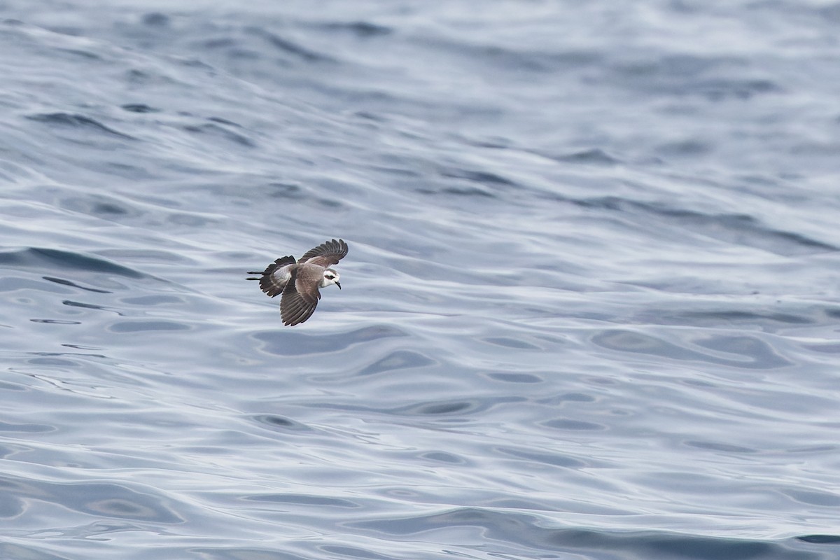 White-faced Storm-Petrel - ML634595238
