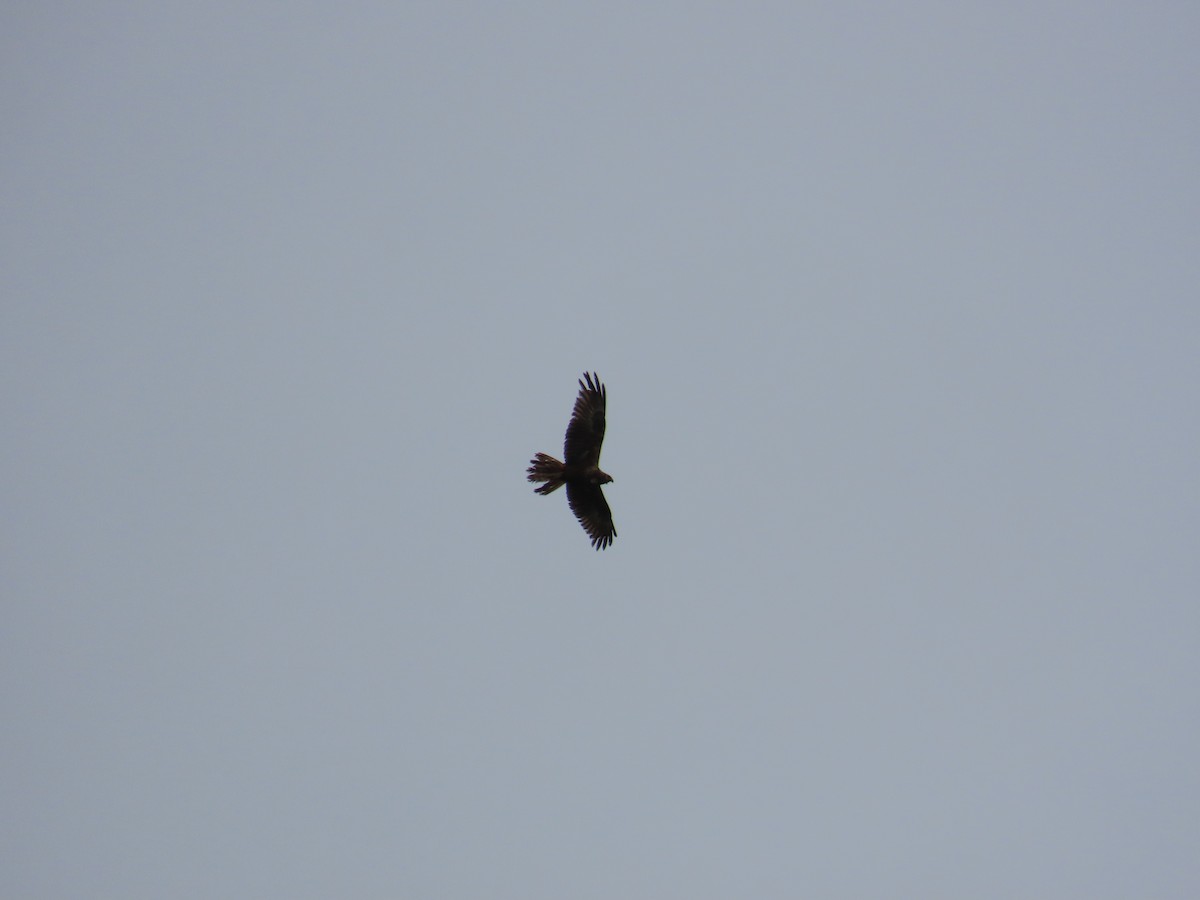Eastern Marsh Harrier - ML634595269