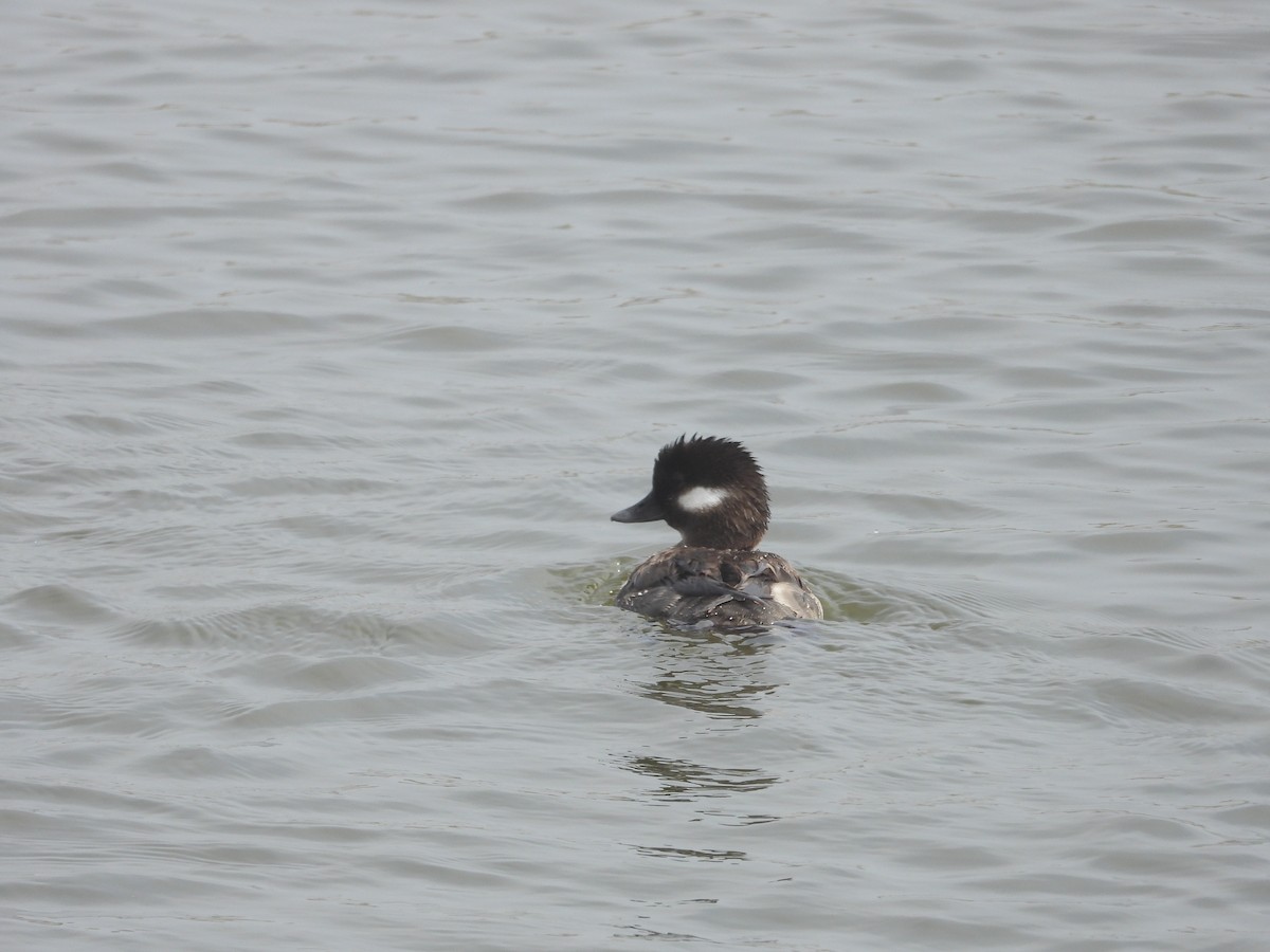 Bufflehead - ML634595295