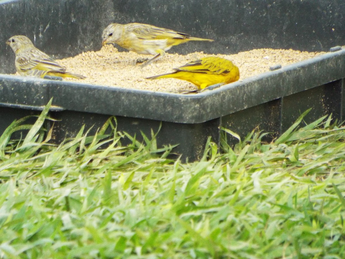 Saffron Finch - ML634595299