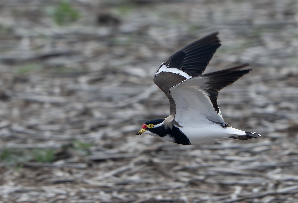 Banded Lapwing - ML634595311