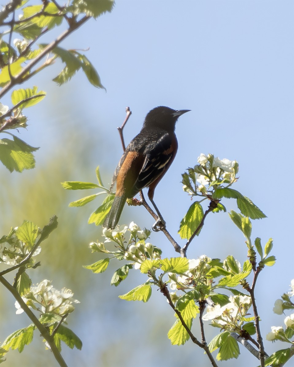 Orchard Oriole - ML634595376
