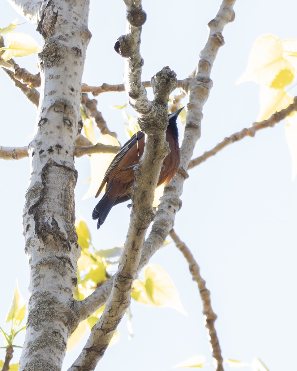 Orchard Oriole - ML634595377