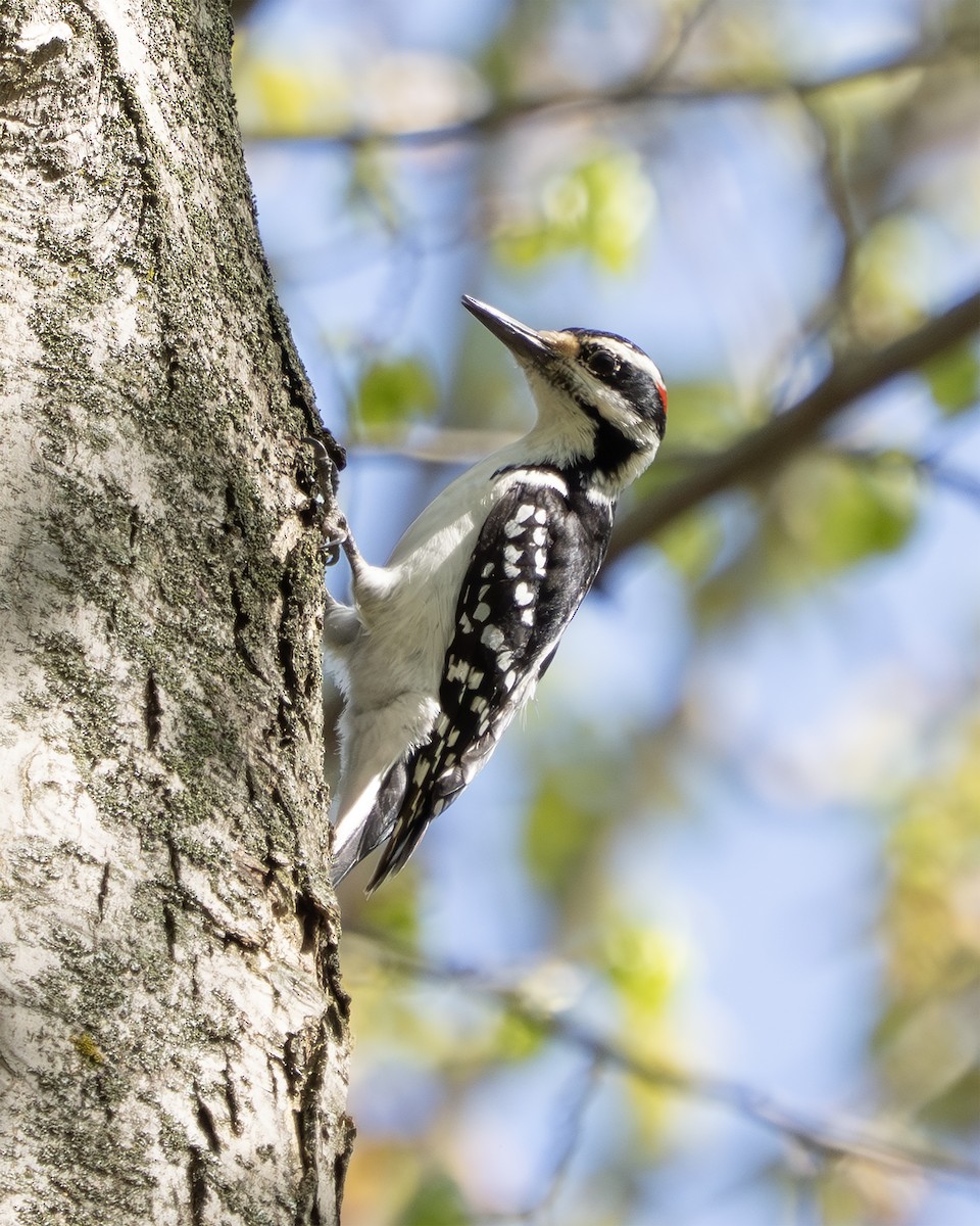 Hairy Woodpecker - ML634595388