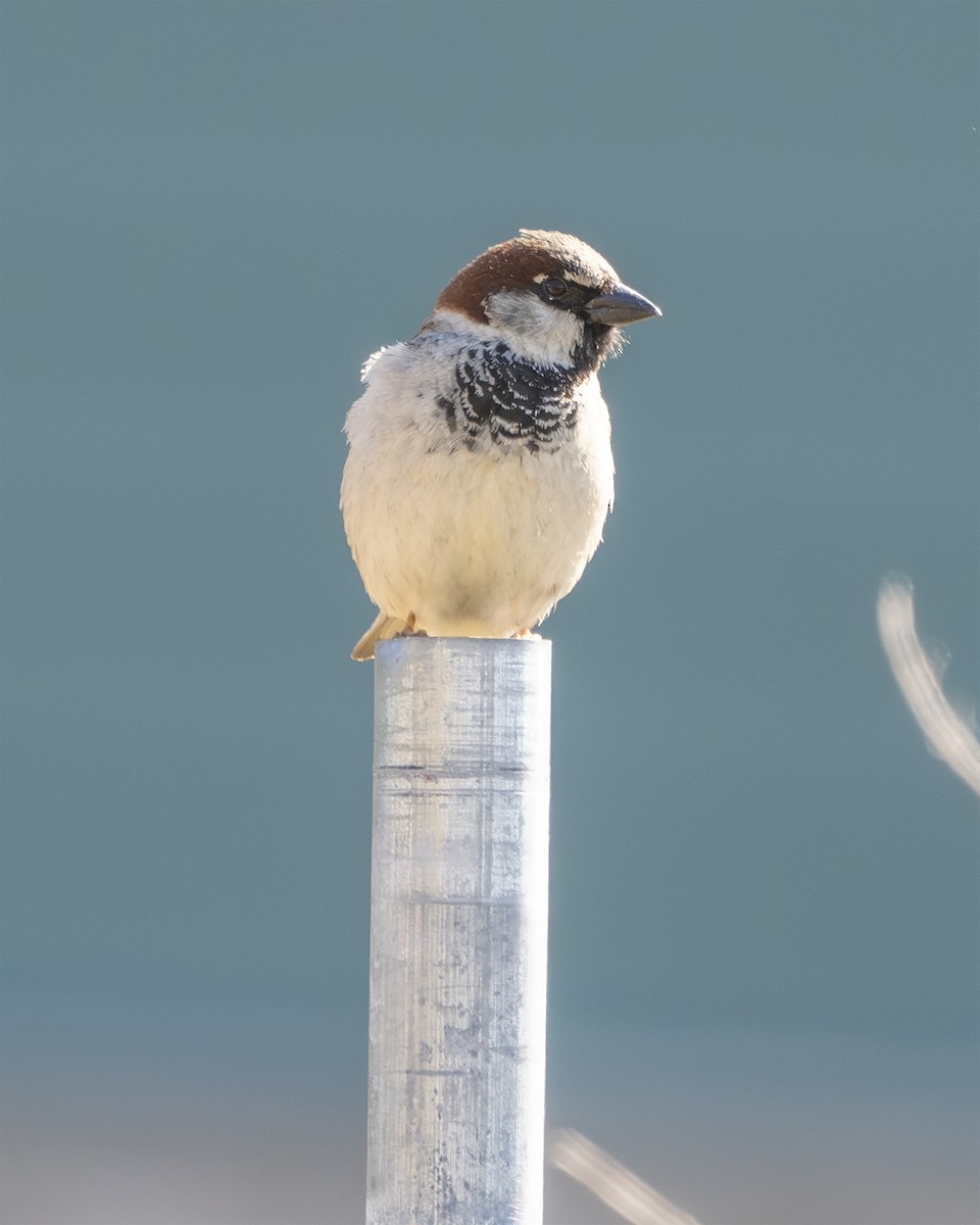 House Sparrow - ML634595393