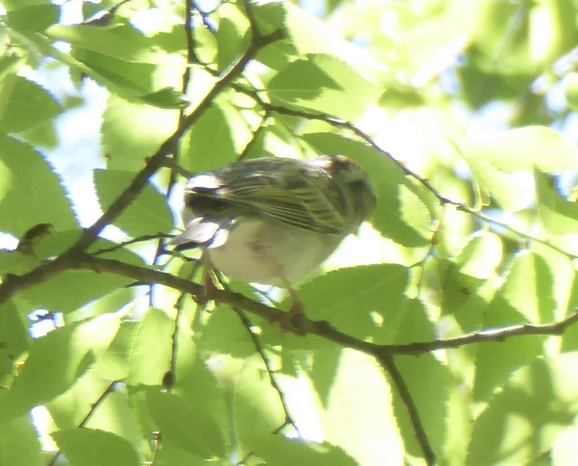 Chipping Sparrow - ML634595412