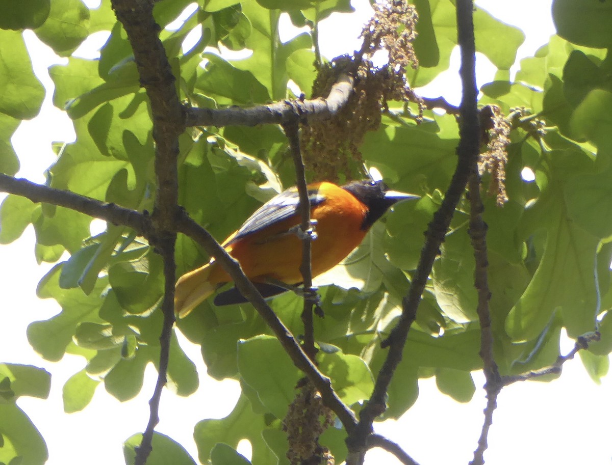 Baltimore Oriole - ML634595421