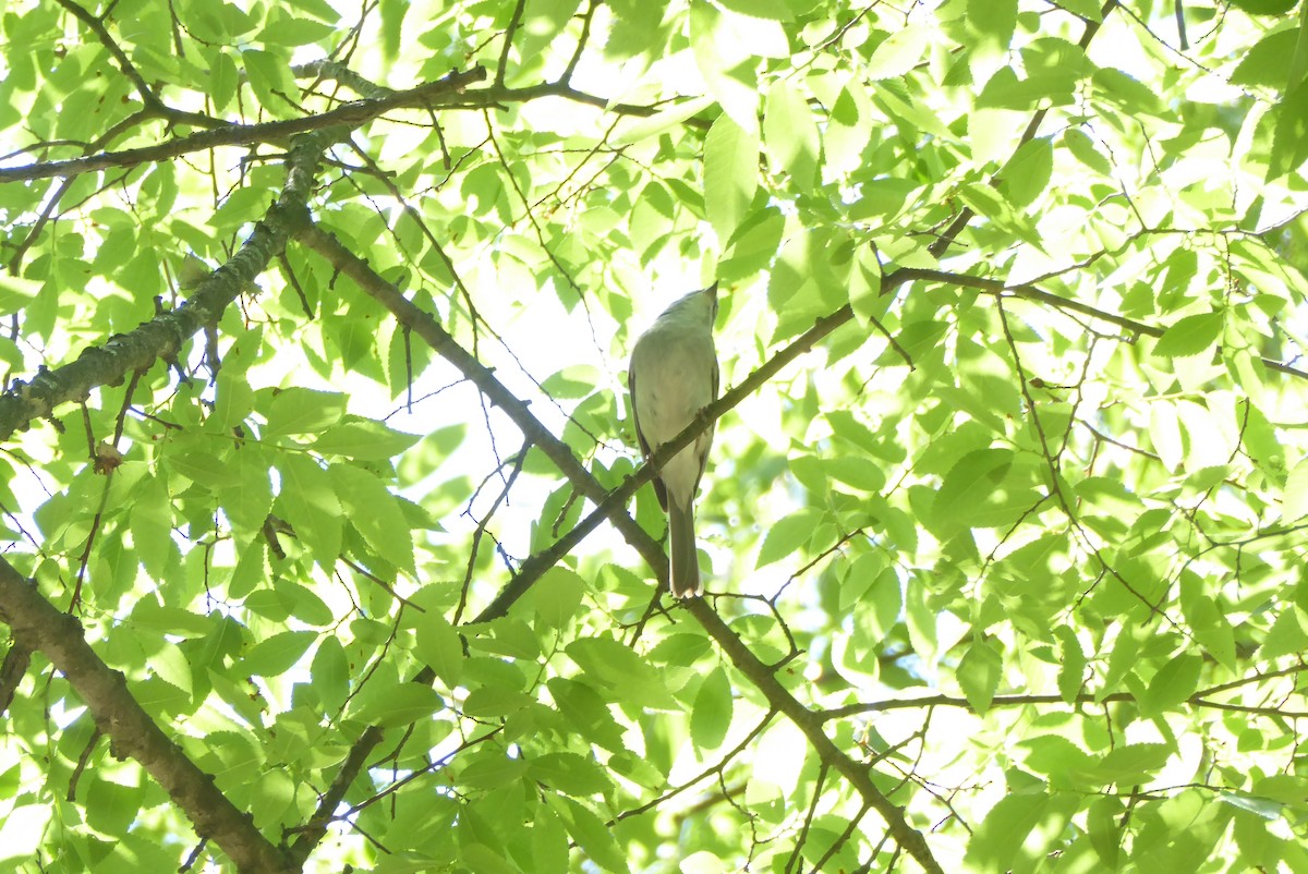 Chipping Sparrow - ML634595434