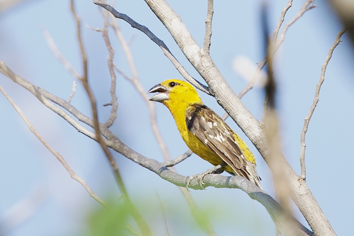 Yellow Grosbeak (Guatemalan) - ML634595447