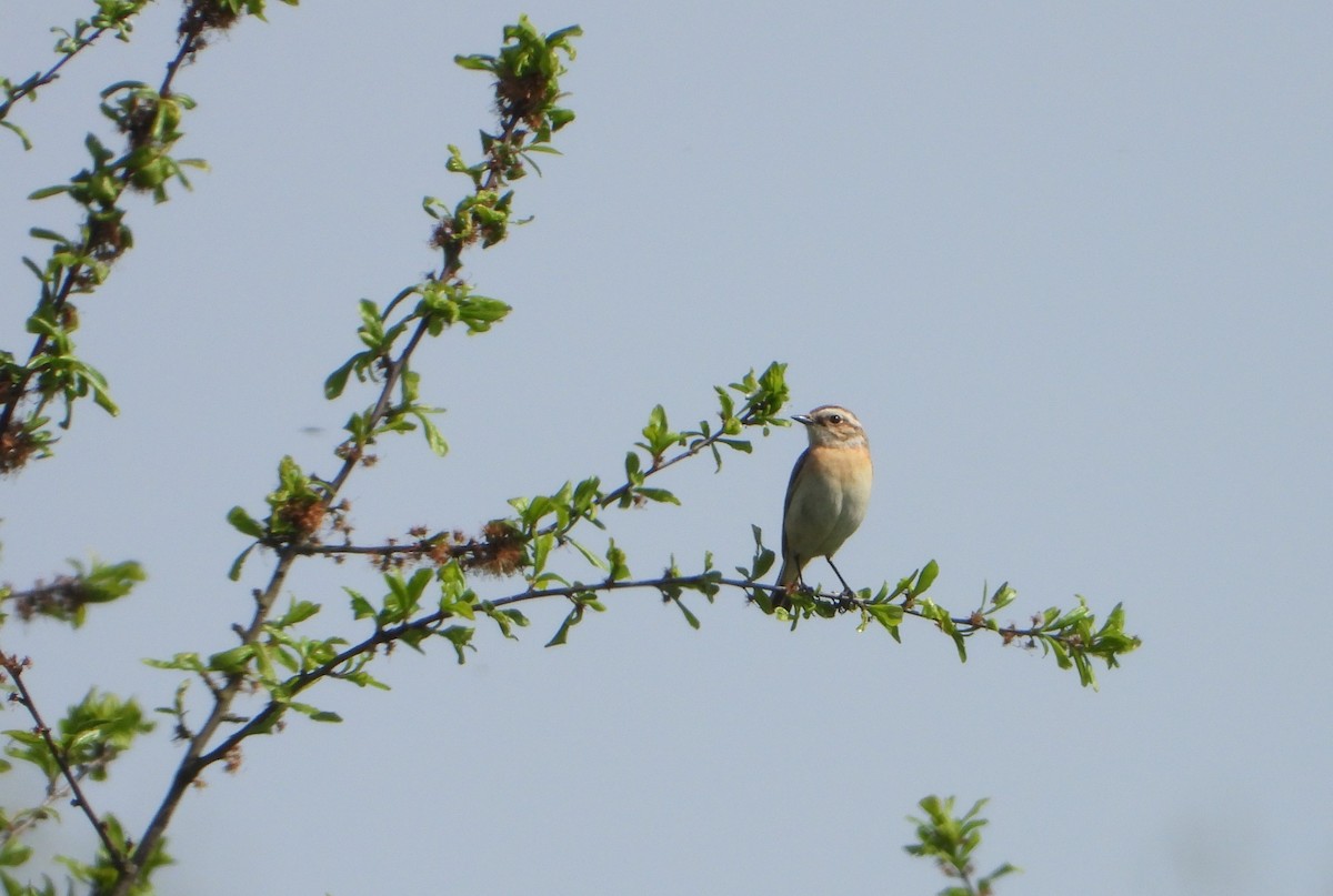 Whinchat - ML634595503