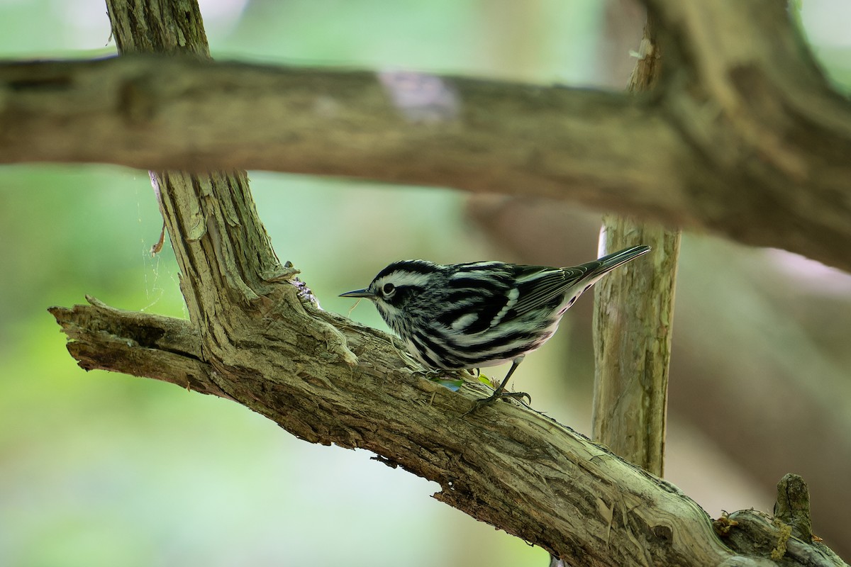 Black-and-white Warbler - ML634595627
