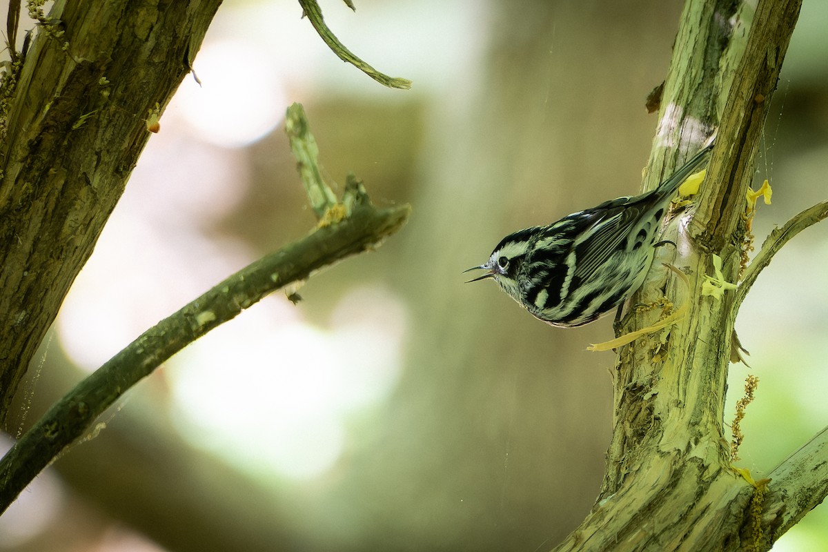 Black-and-white Warbler - ML634595628