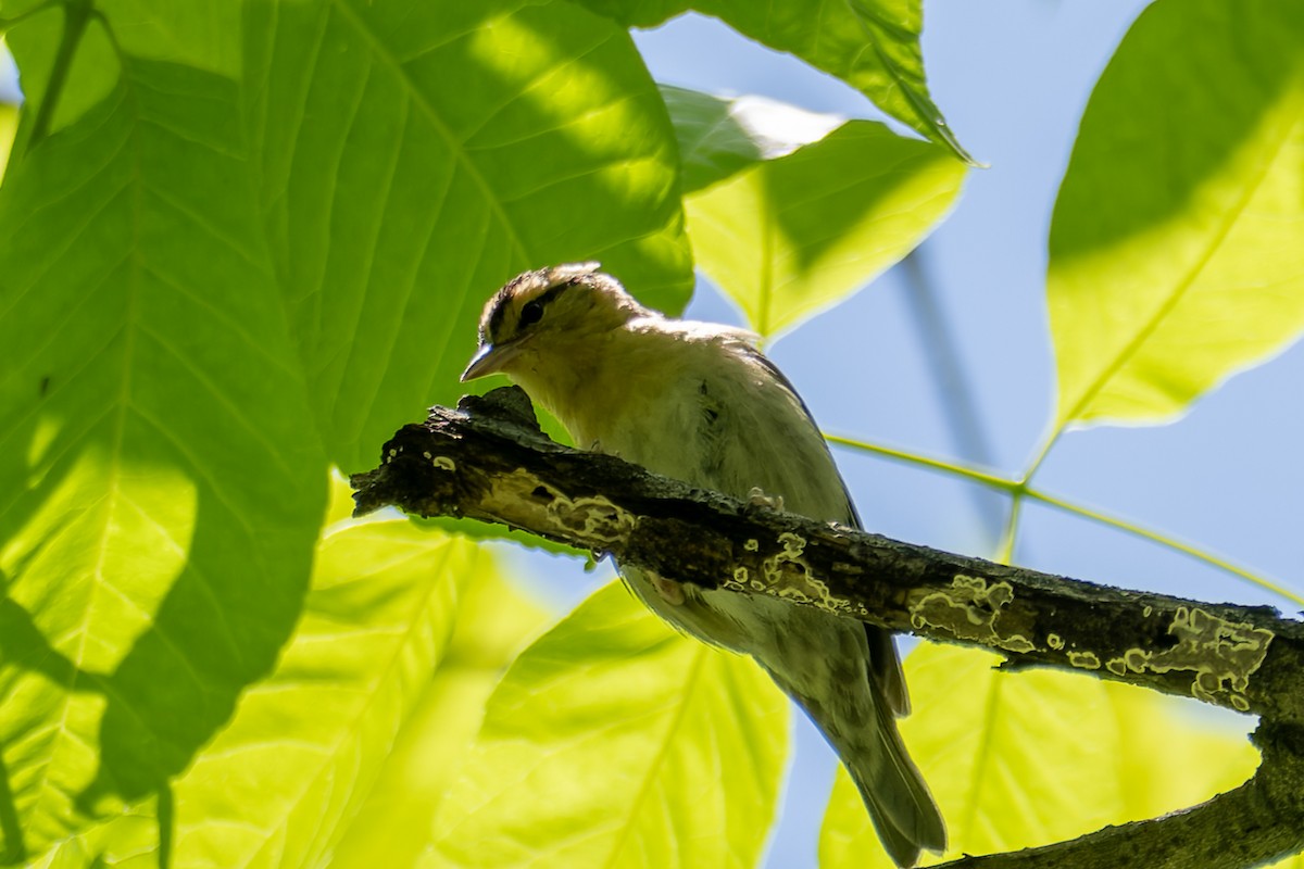 Worm-eating Warbler - ML634595640