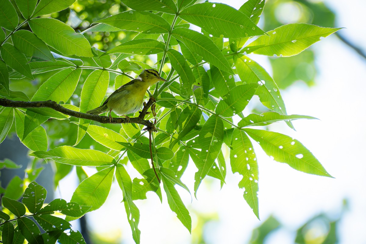 Worm-eating Warbler - ML634595646