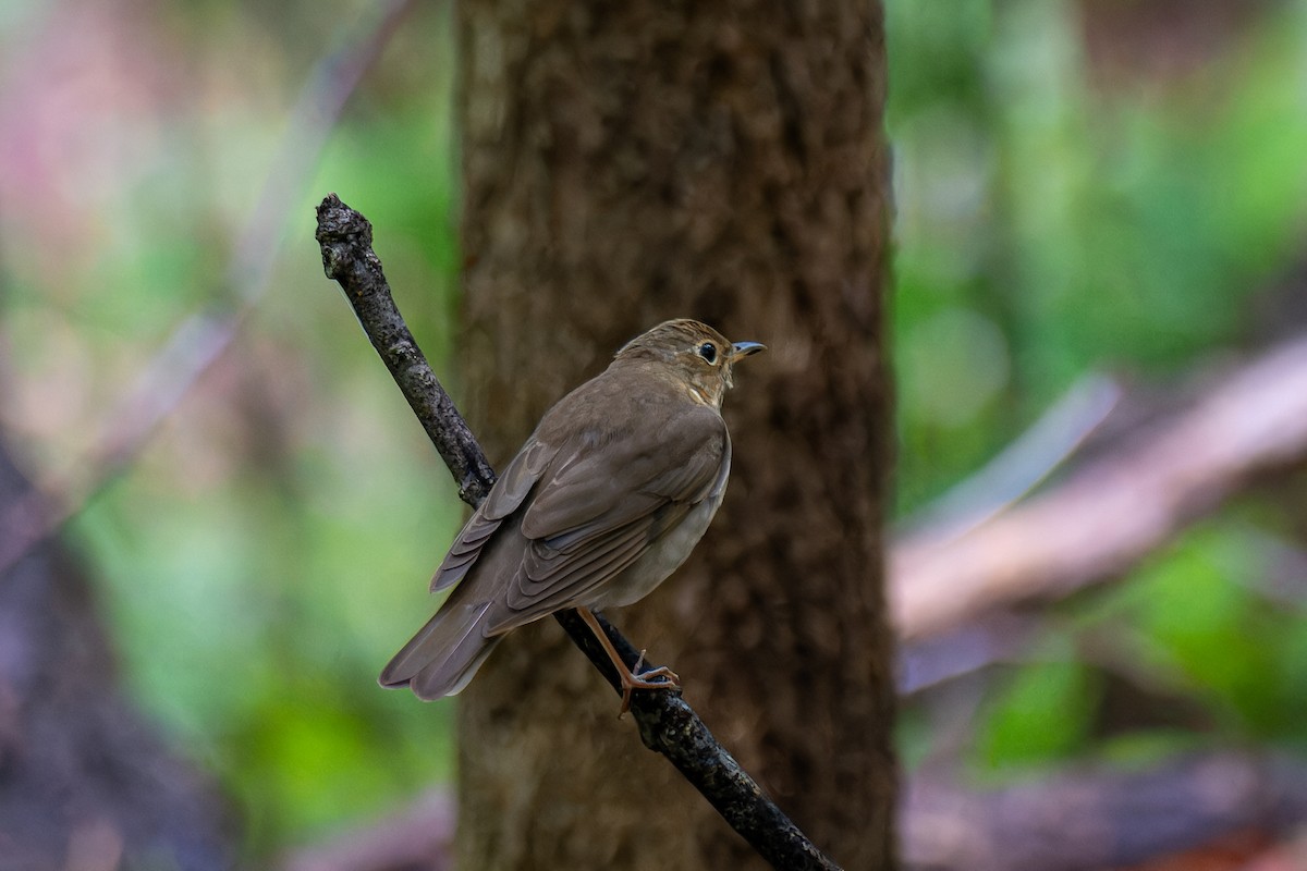 Swainson's Thrush - ML634595699