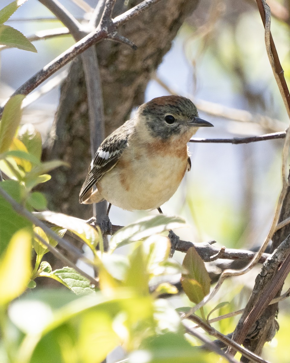 Bay-breasted Warbler - ML634595726
