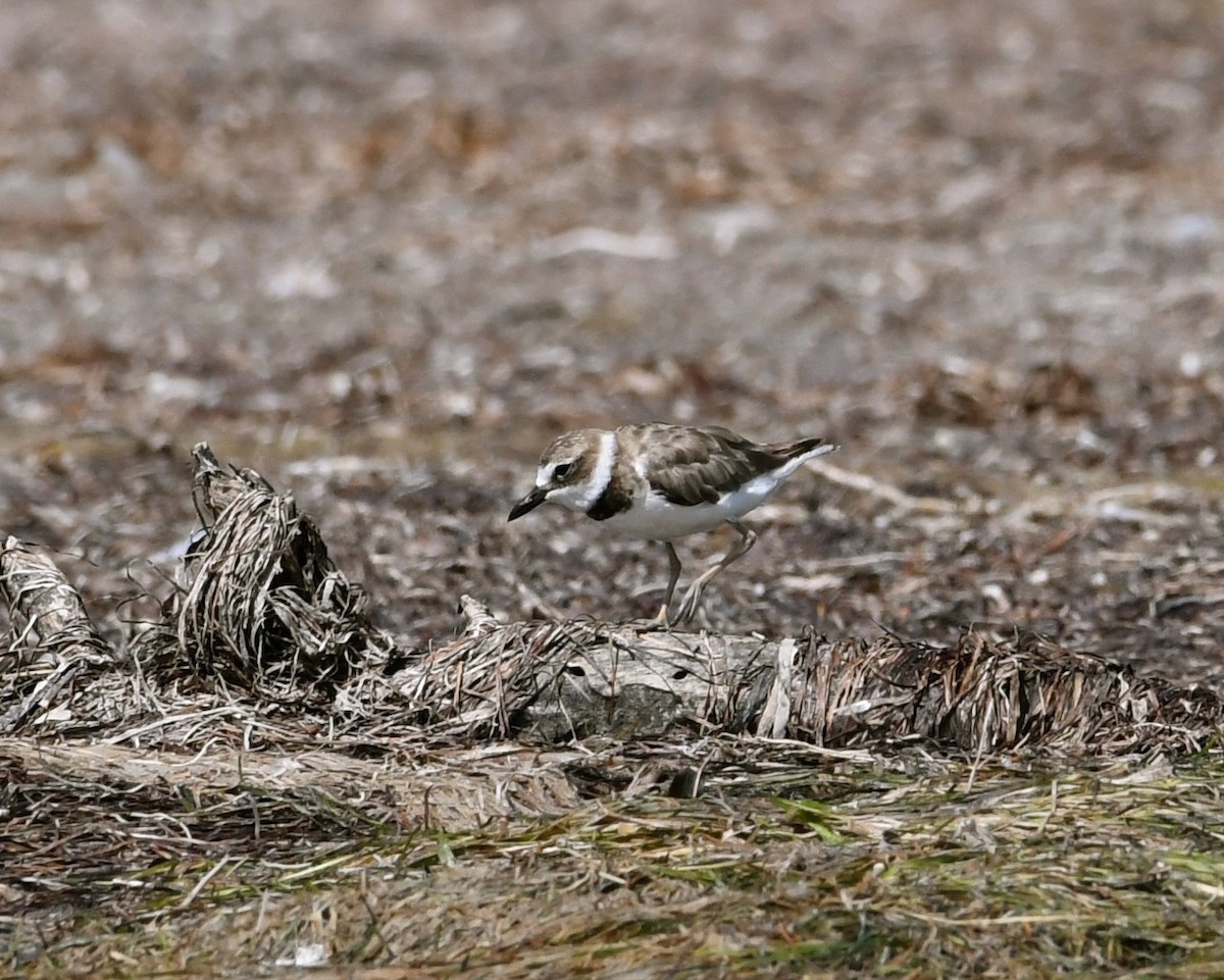 Wilson's Plover - ML63459591