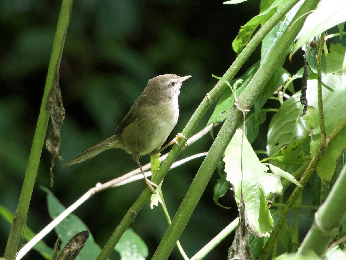 Aberrant Bush Warbler (Sunda) - ML634595979