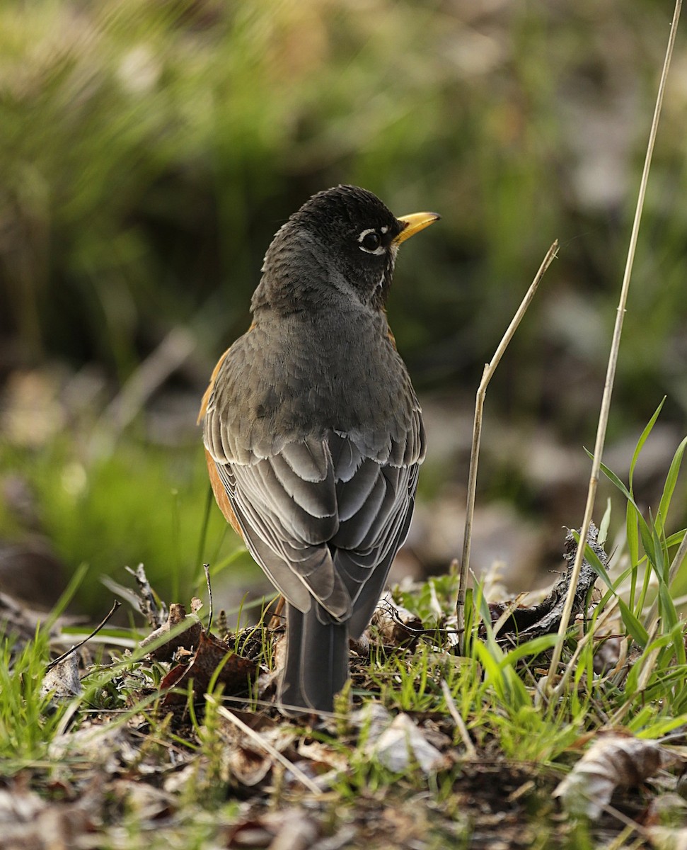 American Robin - ML634595995