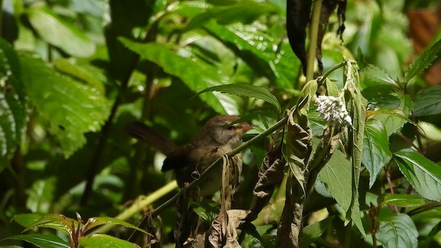 Aberrant Bush Warbler (Sunda) - ML634595997