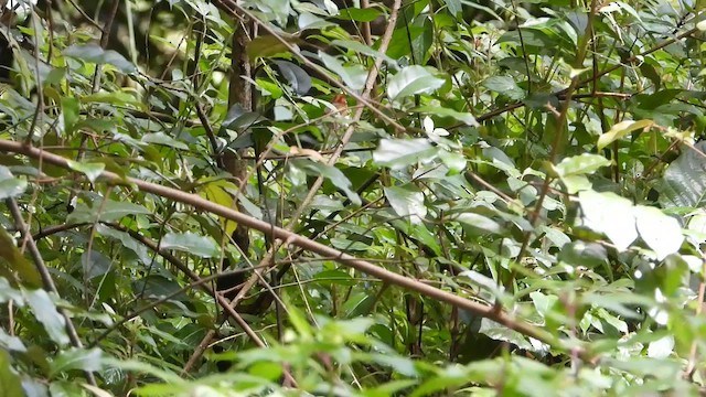 Sunda Warbler - ML634596004