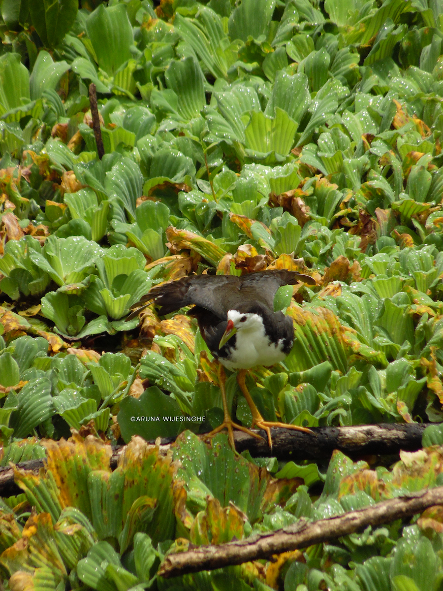 White-breasted Waterhen - ML634596040
