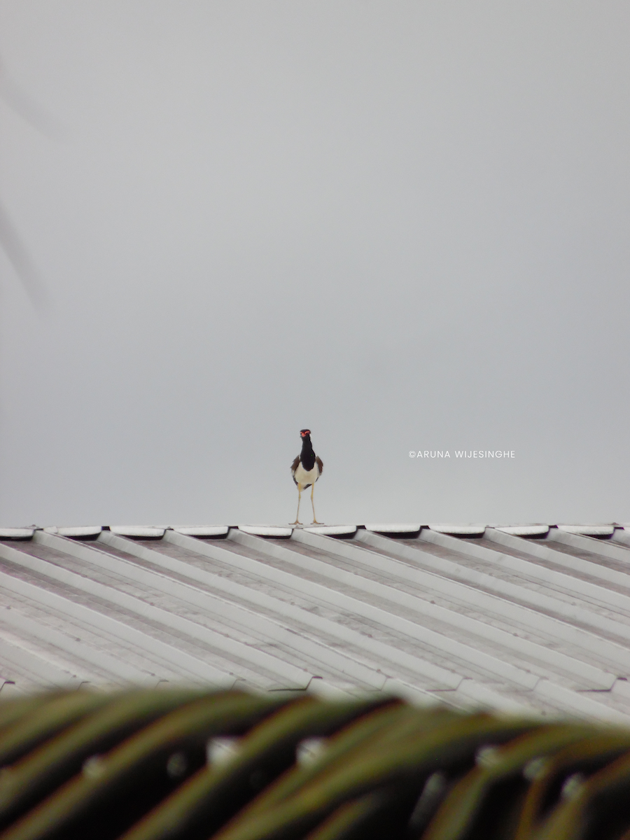 čejka černoprsá - ML634596078