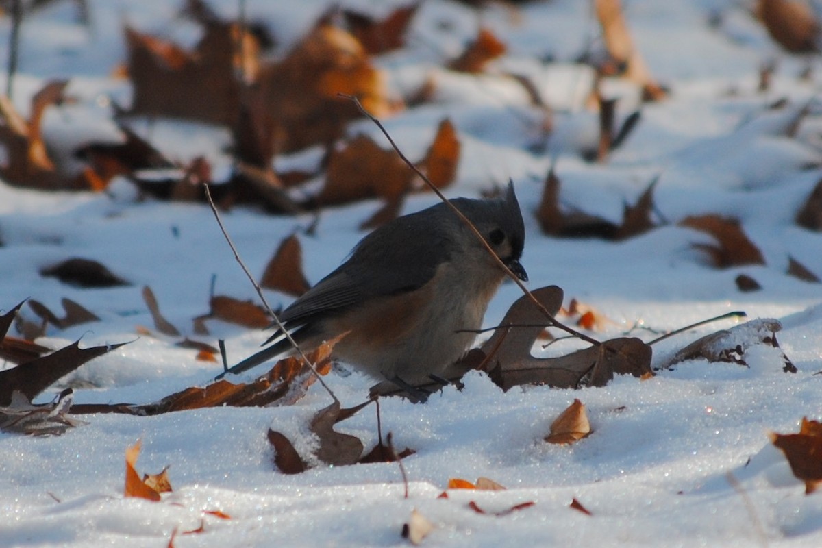 Tufted Titmouse - ML634596110
