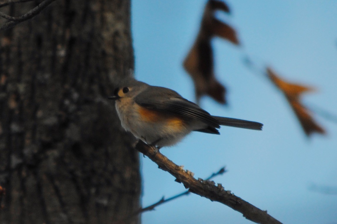 Tufted Titmouse - ML634596111