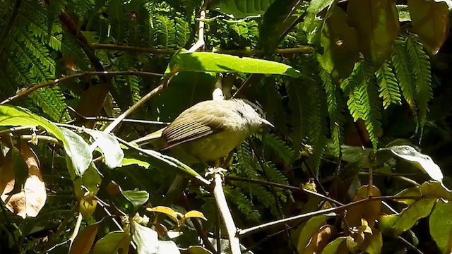 Javabrillenvogel - ML634596124