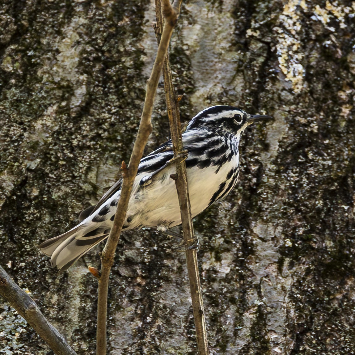Black-and-white Warbler - ML634596126