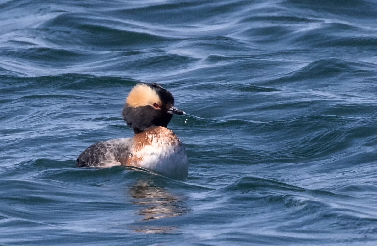 Horned Grebe - ML634596130