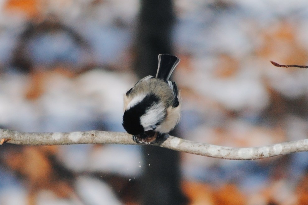 Black-capped Chickadee - ML634596140
