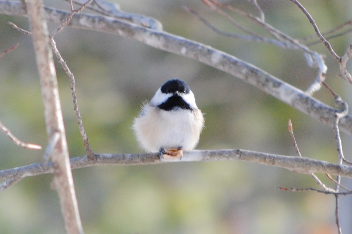 Black-capped Chickadee - ML634596141