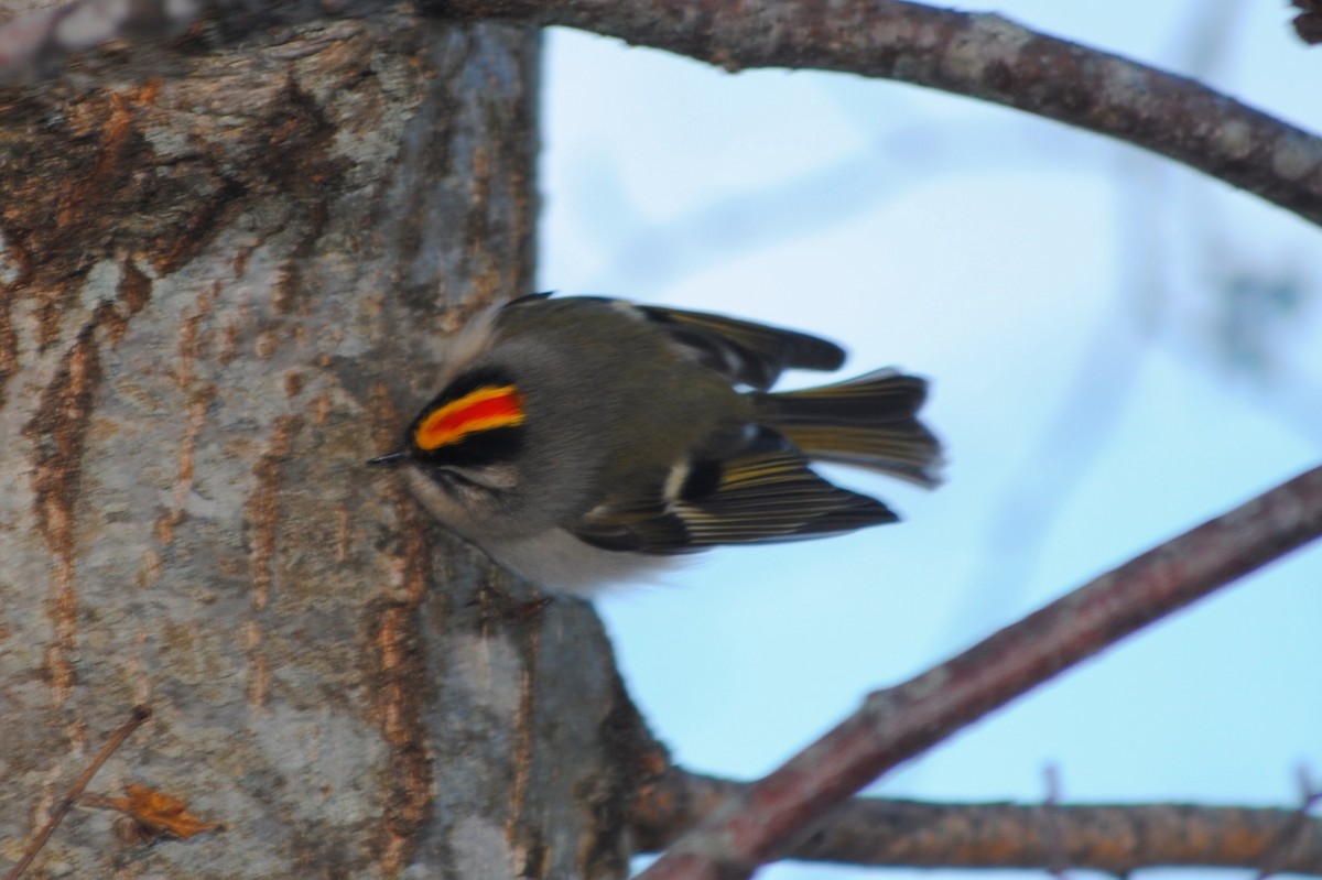 Golden-crowned Kinglet - ML634596146